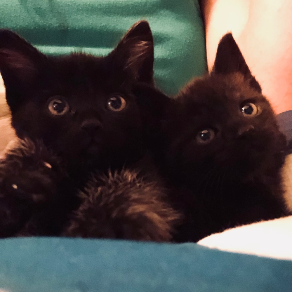 Follow Game - Picture 4 of 6